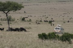 09-A lot of wildebeests